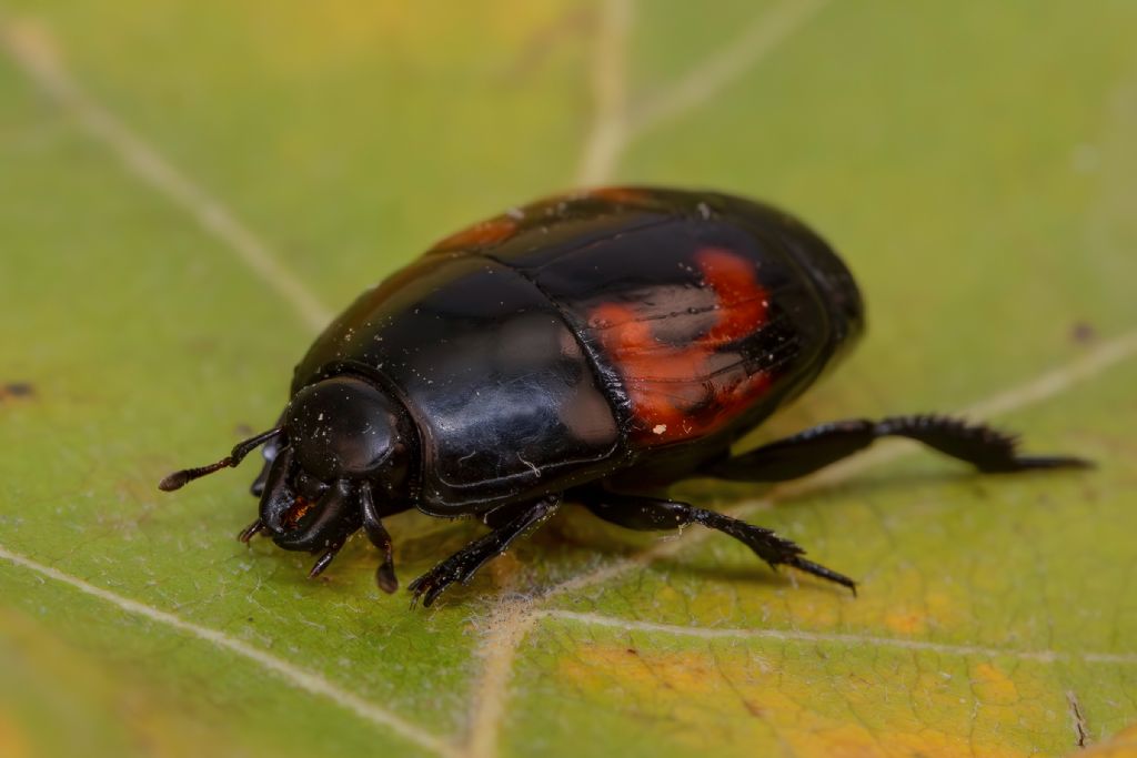 Histeridae - Hister quadrimaculatus